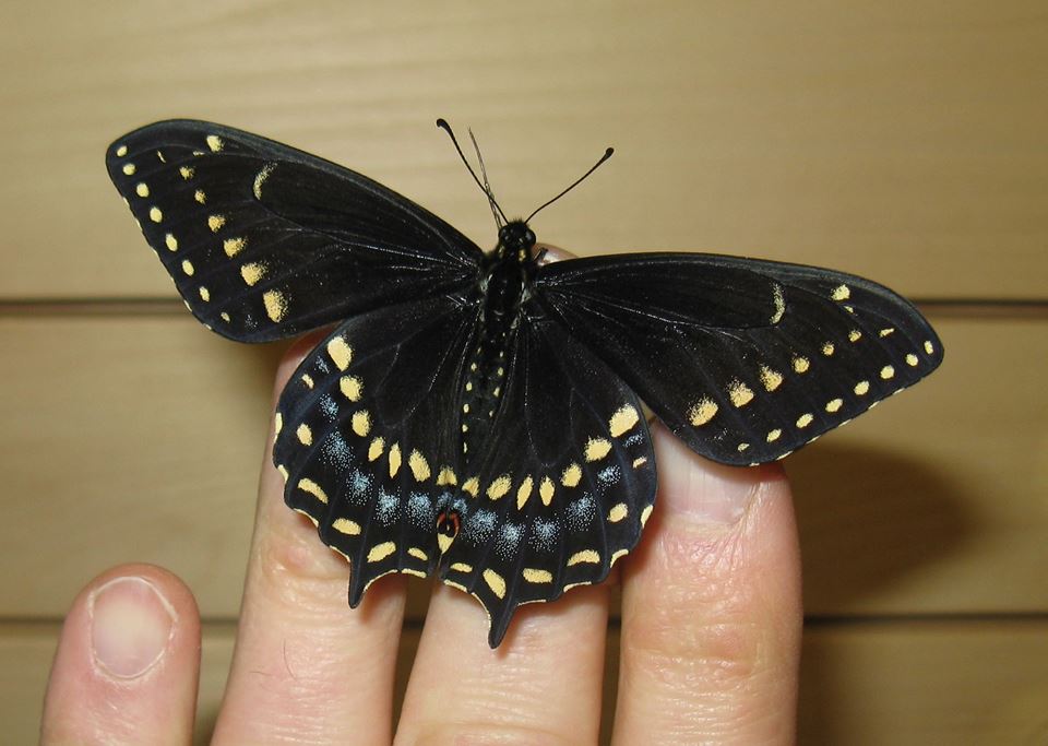 Papilio brevicauda gaspeensis female (live, Extremely dark form) (Internet Image property of respective owner, non-commercial use only)